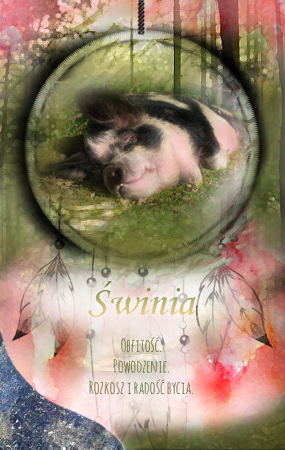 świnia